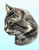 Grey Tabby